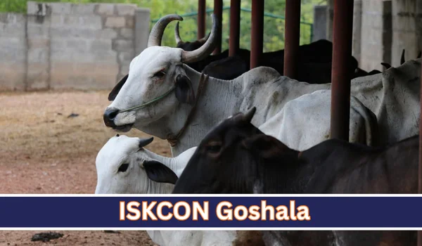 ISKCON Goshala: Timings, Location, Importance, Facilities & Visitor Guide